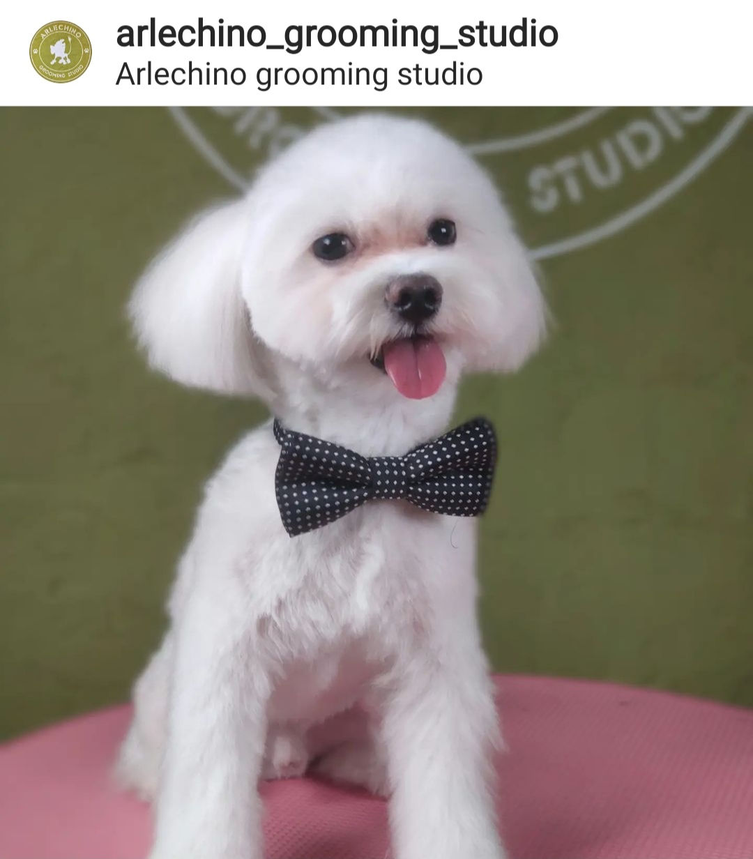 "Arlechino Grooming Studio". Буюканы. Стрижка собак и кошек. foto 4