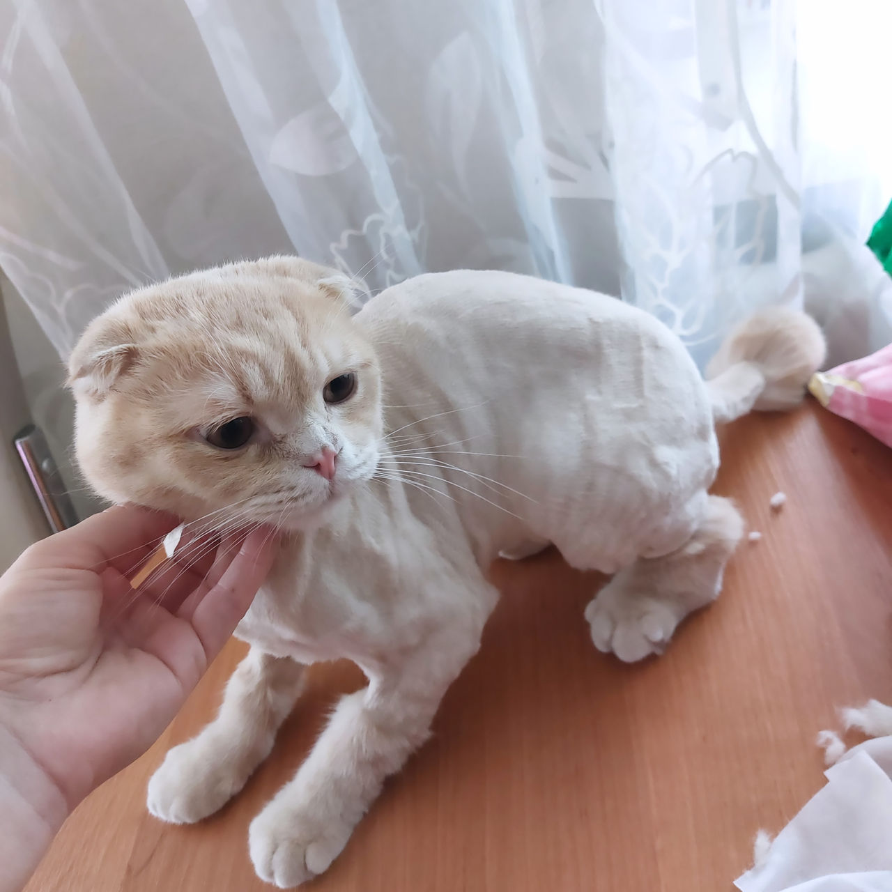 Стрижка котов с выездом на дом! фото 9