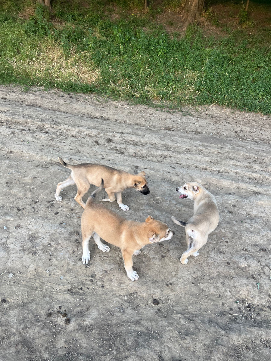 Vind Caței Rasa Kangal foto 0