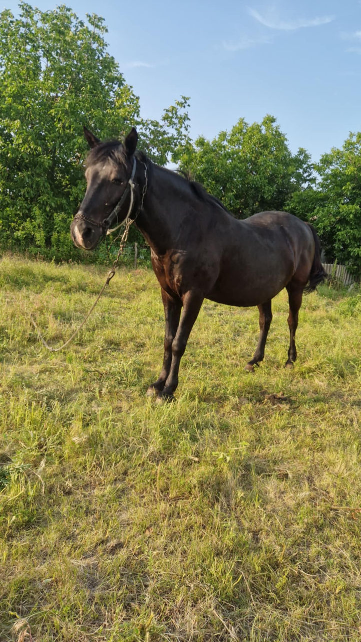 Iapă de vânzare – harnică și experimentată în lucrări agricole, preț - 10500lei foto 5