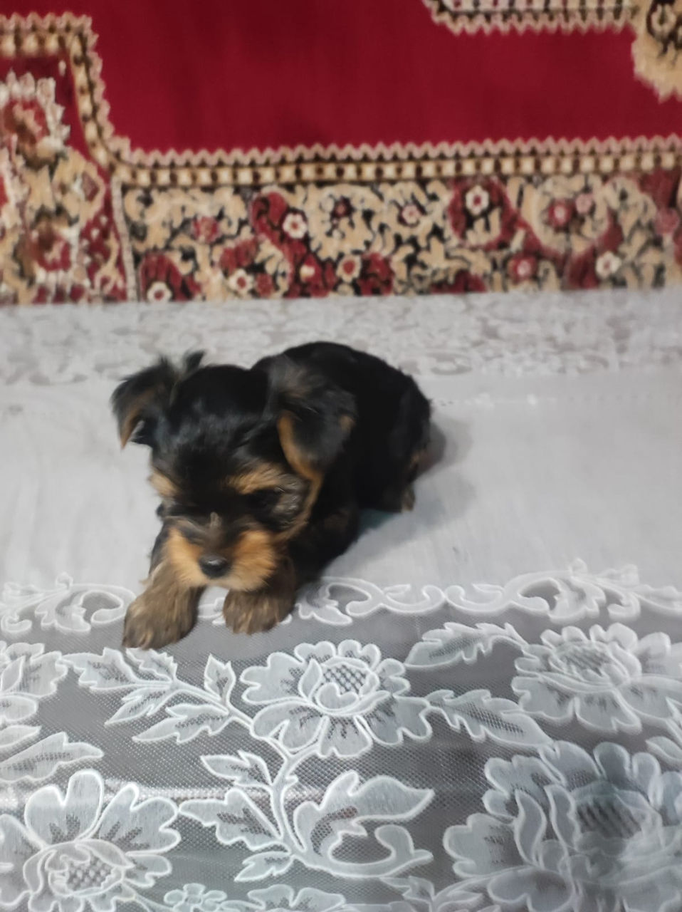 Йоркширский терьер, york terrier продам щенка-2  мальчика foto 6