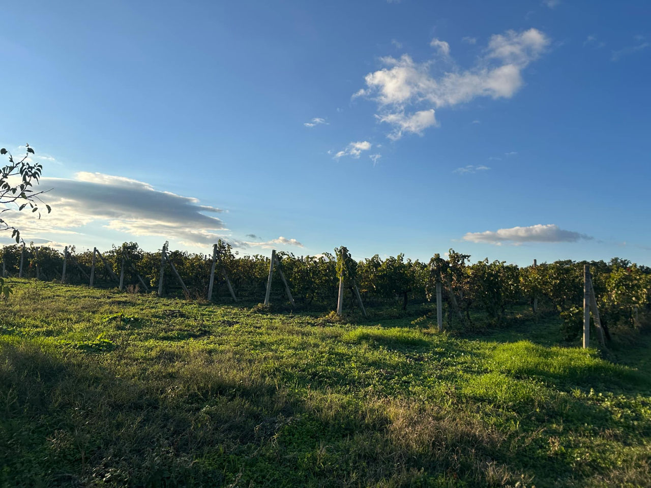 Vindem Teren Agricol cu Livadă 10ha+viță de vie 4ha+5ha  teren arabil. Țepoaia, comunaTigheci, Leova foto 12