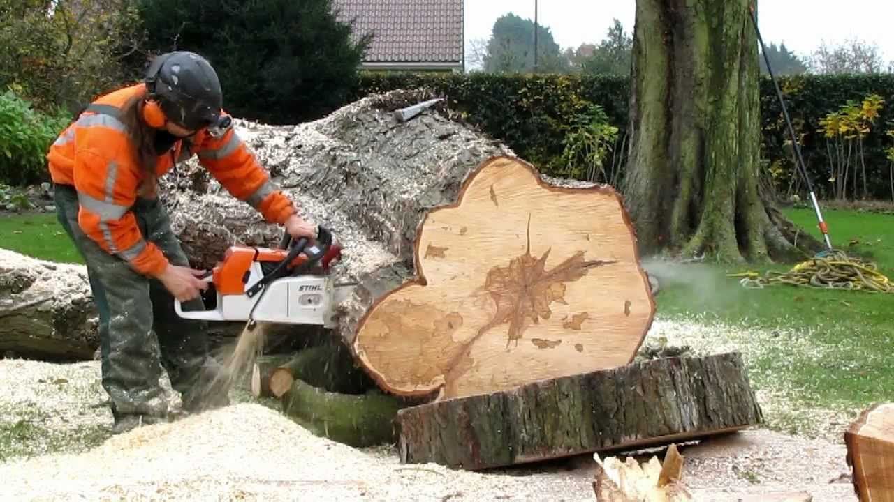 Работа пилой по дереву. Пила штиль распил дров. Распиловка дров. Распиловка древесины. Распиловка поваленных деревьев.
