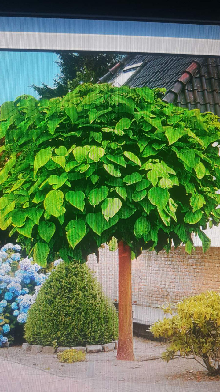 Plante cupresociparis leilandii фото 1