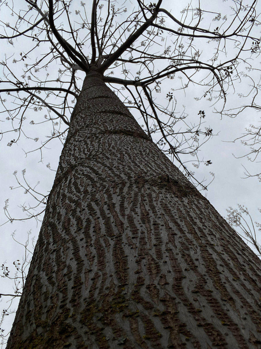 Куплю Paulownia foto 6