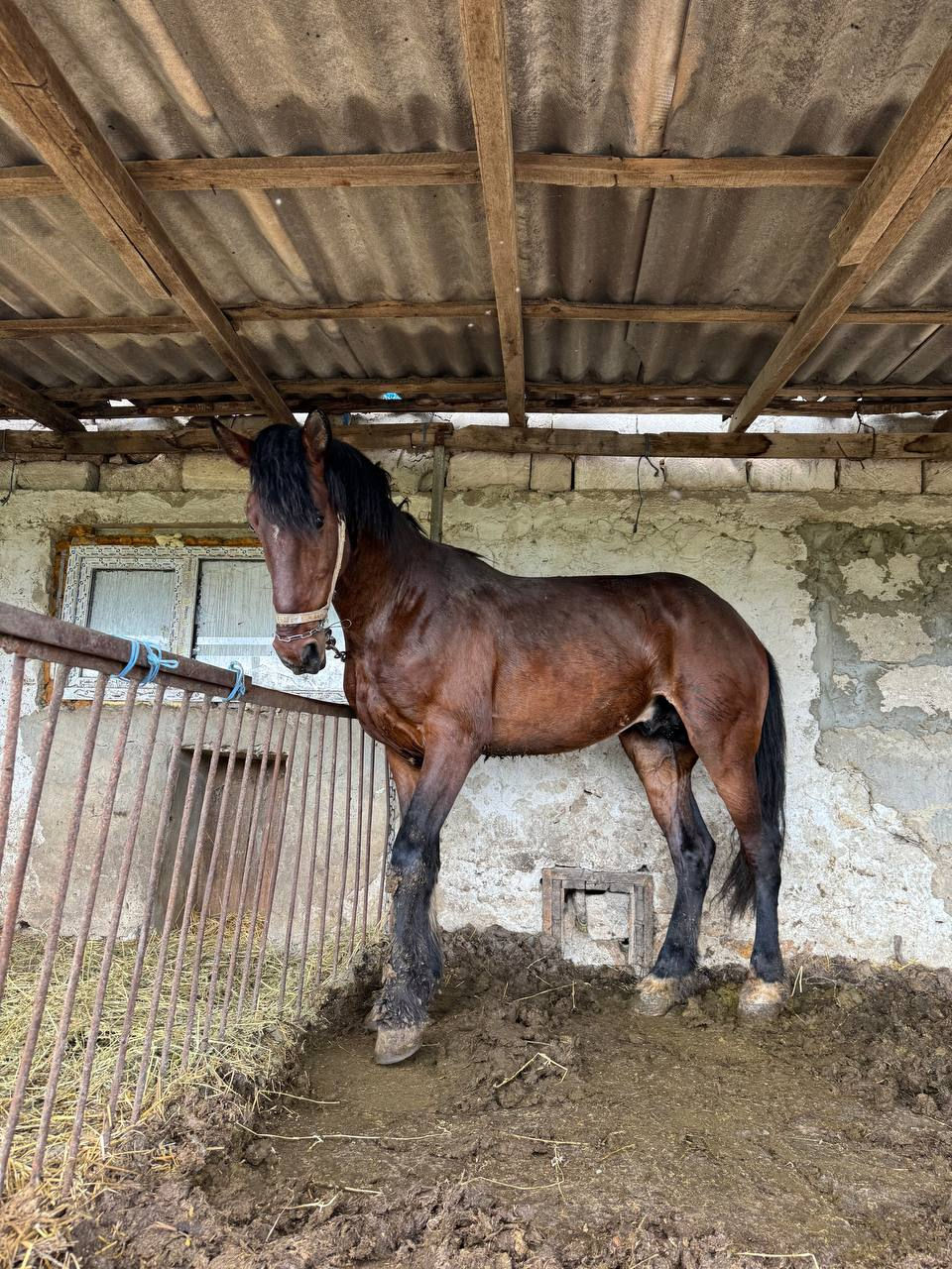Armasar Orlovskii,, Nume Junior,, Tatal Cezar. inaltimea la greban 1,76 cm!!,  Doar Monta!!! фото 0