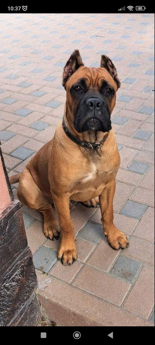 Cane corso  foto 5