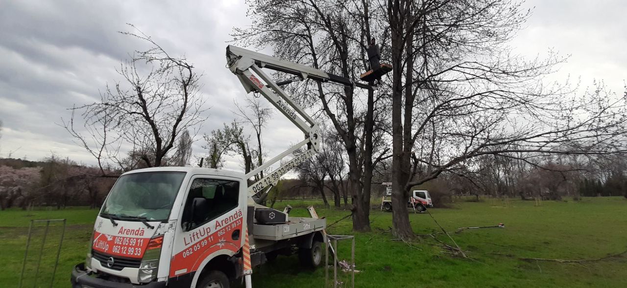 Curățim copaci  de înălțime mare cu mașini Autoturn și toate echipamentele necesare! foto 1