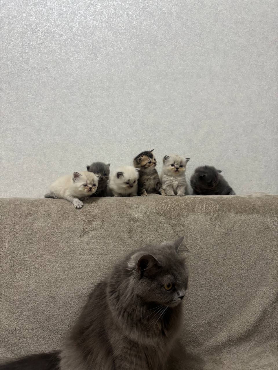 Vânzare/продаются - british longhair/shorthair (котята) foto 1