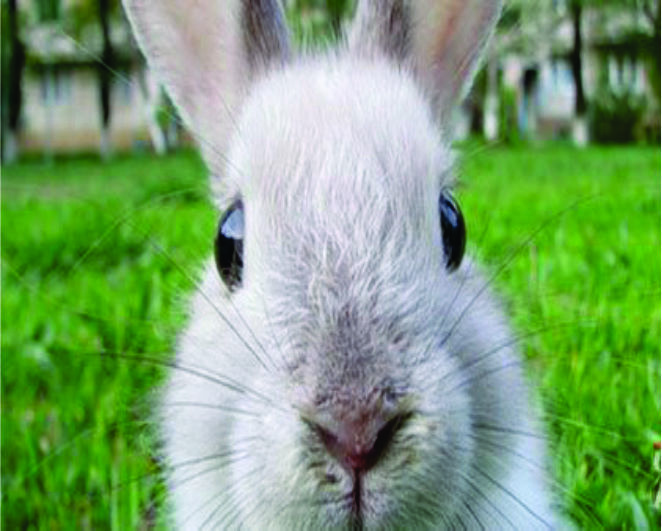 Премикс для кроликов