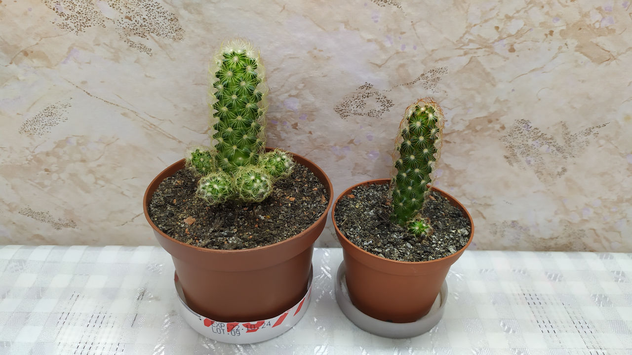 Cactus.Livrare. / Кактус. Доставка. foto 7