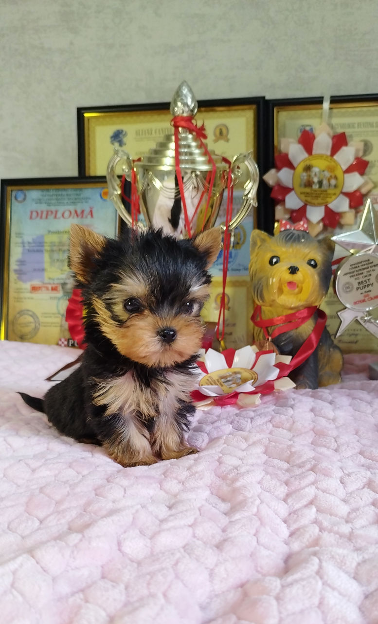 Йоркширский Терьер Мини Купить В Воронеже