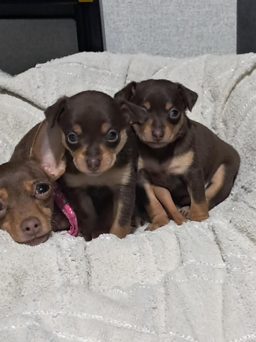 щенки породы Русский Toy terrier. два мальчика foto 0
