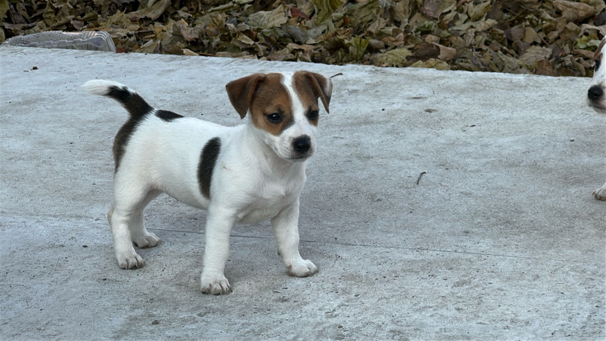 Jack Russell Terrier  foto 0