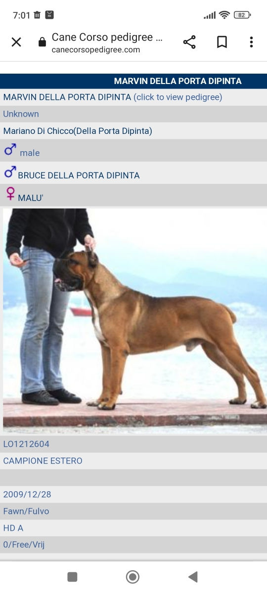 Cane corso  foto 8