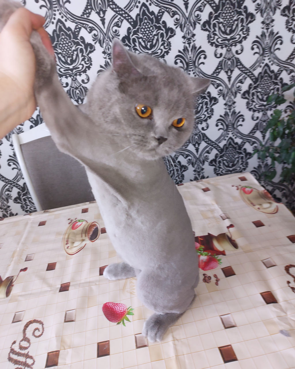 Стрижка котов с выездом на дом! фото 7