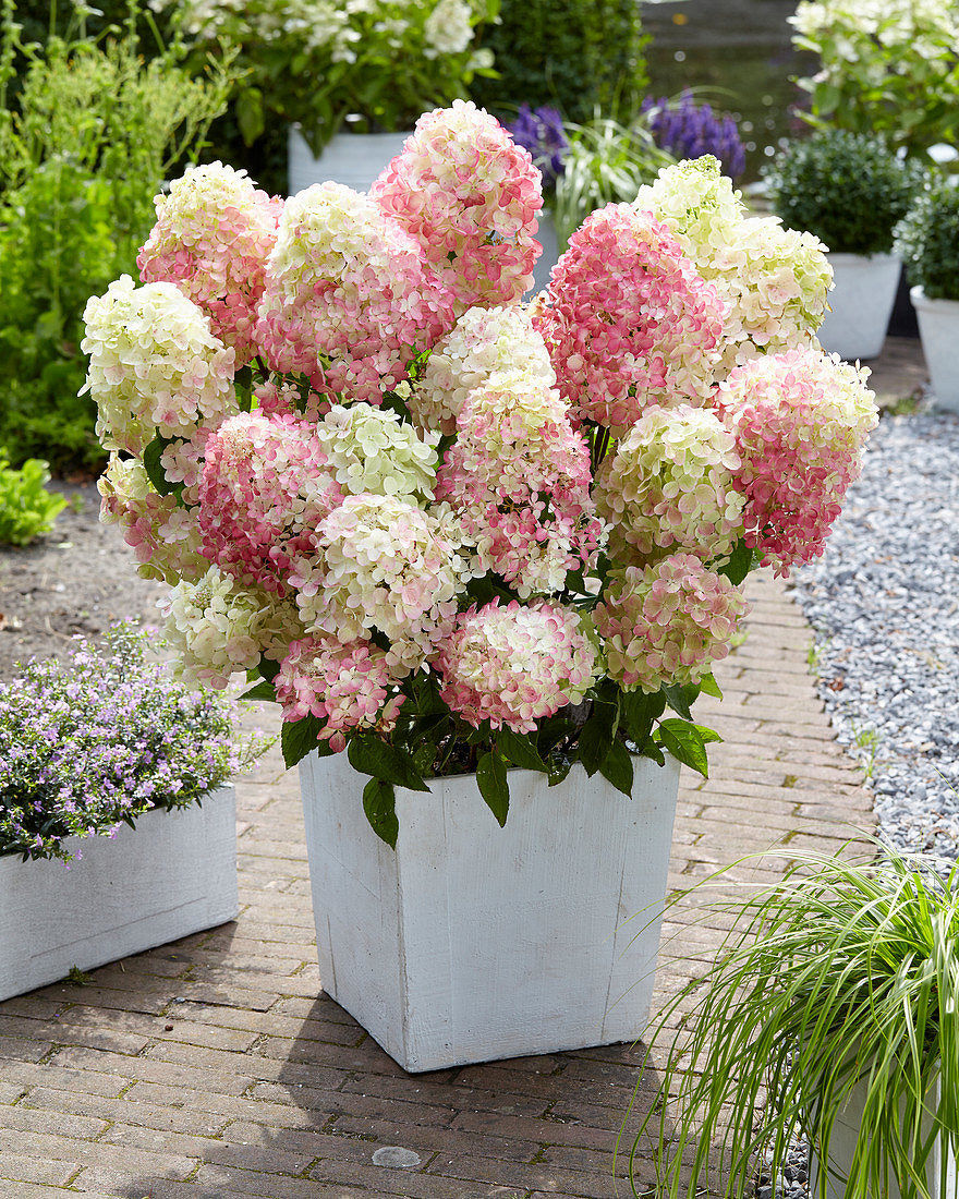 Hortensia / hydrangea foto 0