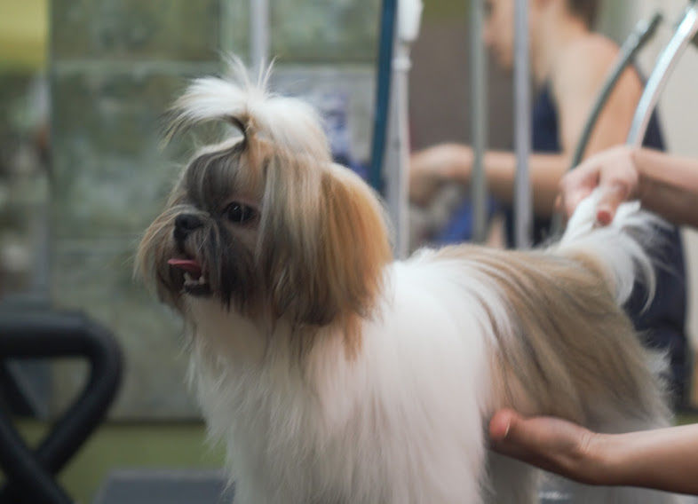 Зоосалон "Mister Dog" предлагает парикмахерские услуги для животных! 350 лей фото 7