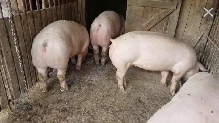 Porc foto 1