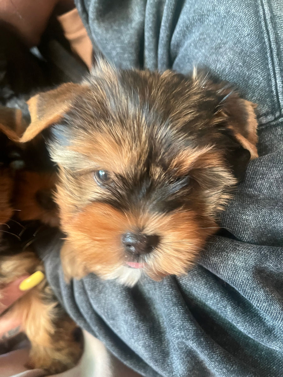 În vânzare Yorkshire terrier foto 0