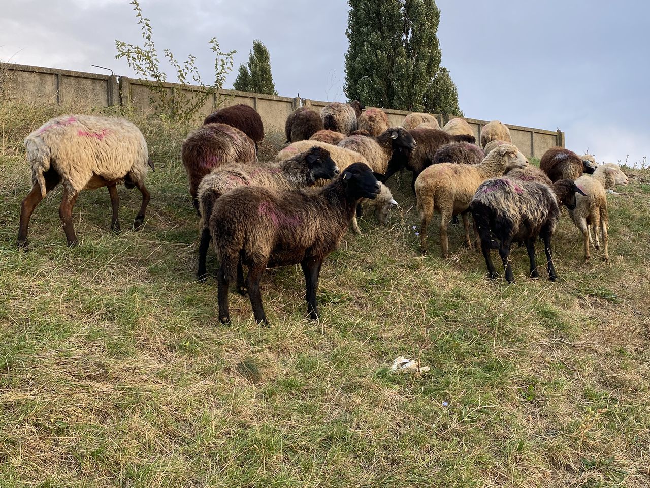 Cumpar oi berbeci cirlani si capre tapi la carne! ofer pret bun ! foto 0