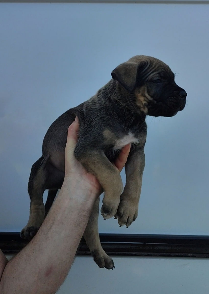 Cane corso  foto 4