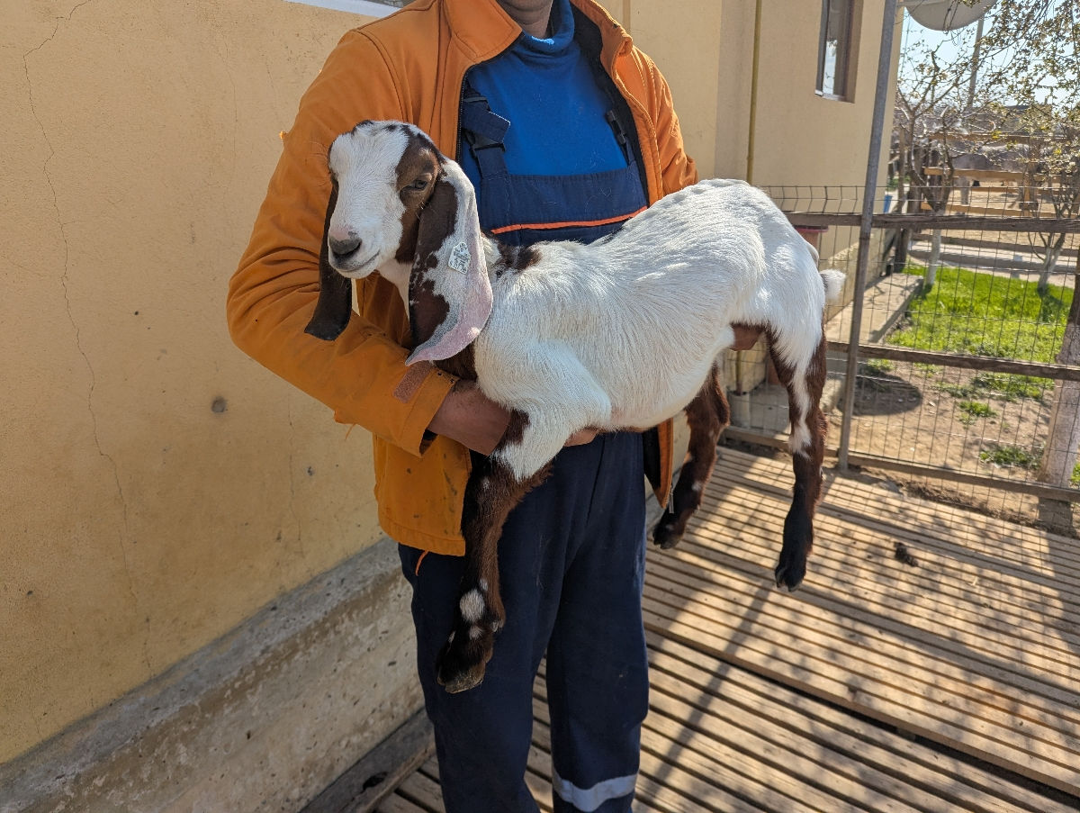 Iezi Kamori-Nubieni Reducere ! foto 8