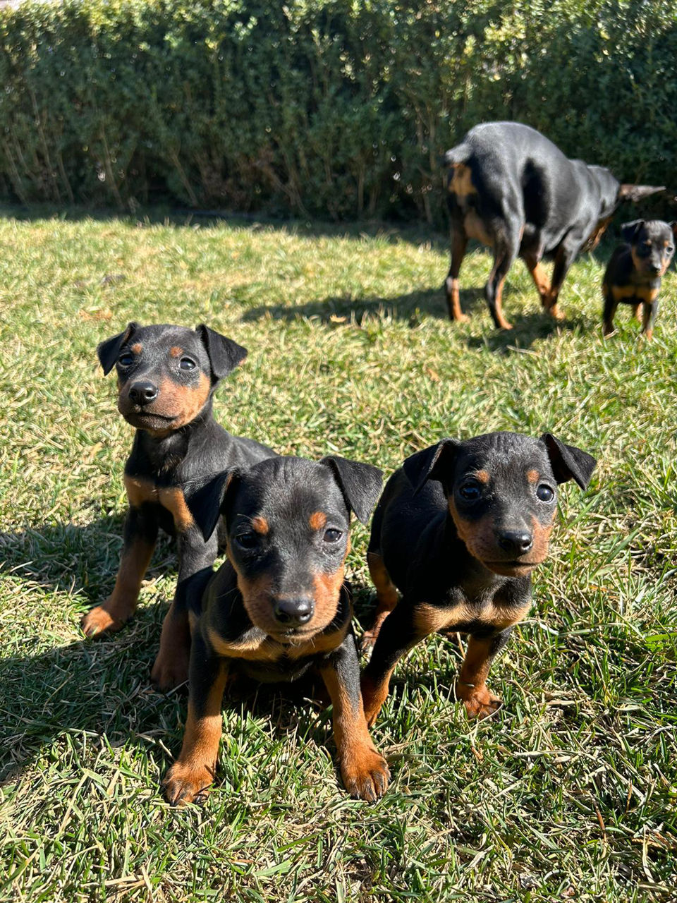 Zwergpinscher foto 1