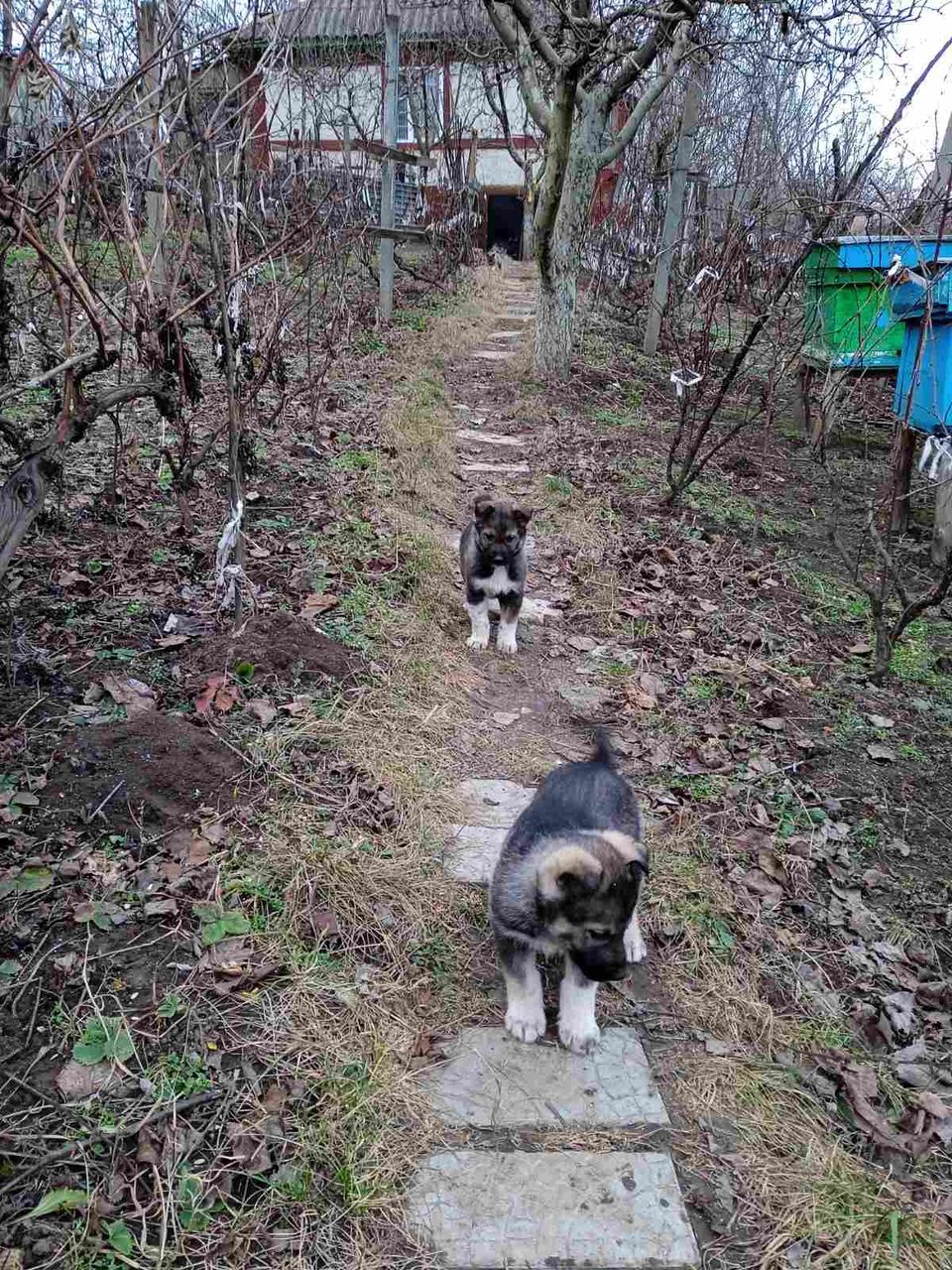 Catei de Сiobanesc german (mama) si Haski (tata) !!! Щенки