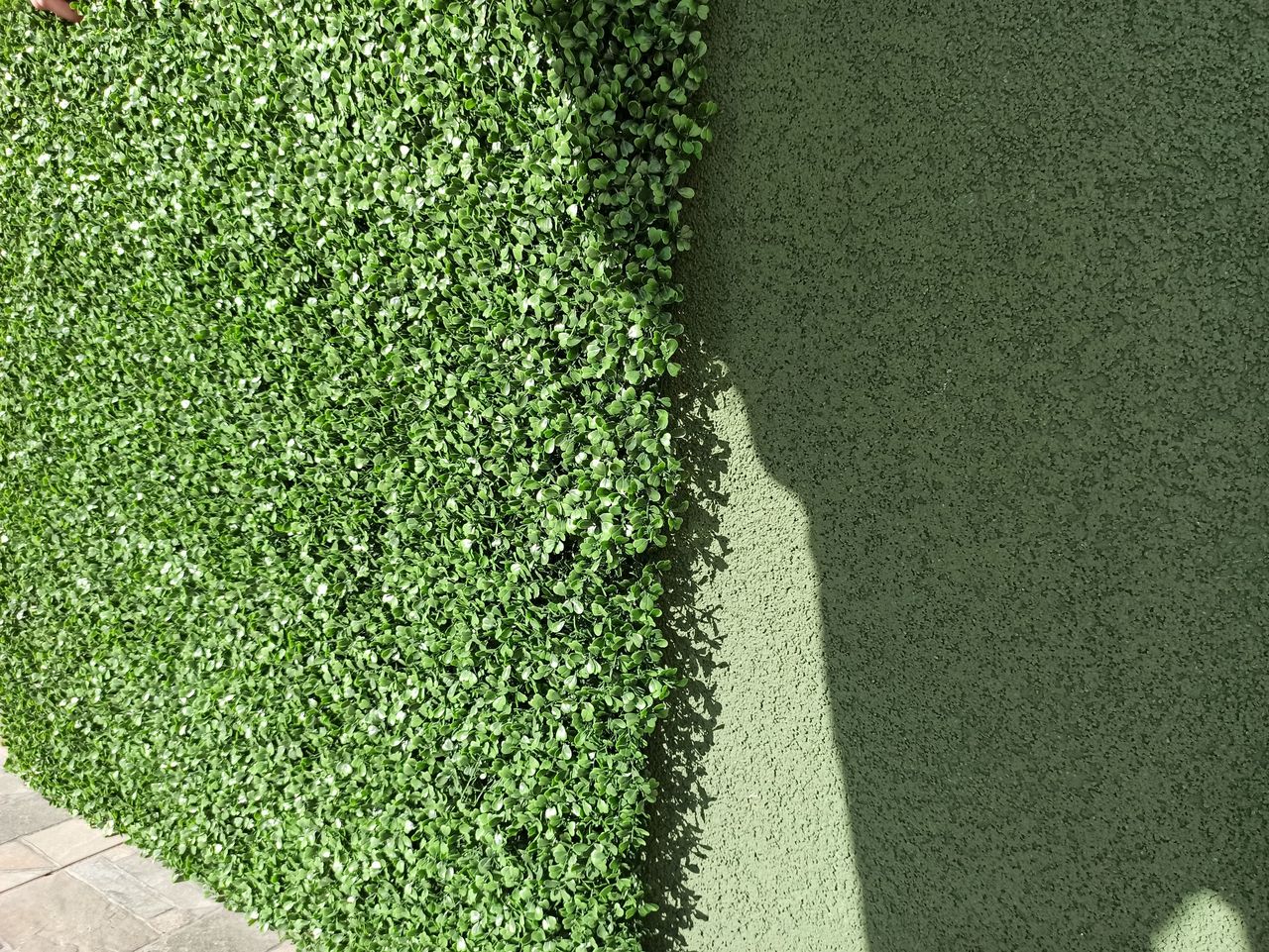 Декоративная зелень Boxwood foto 1
