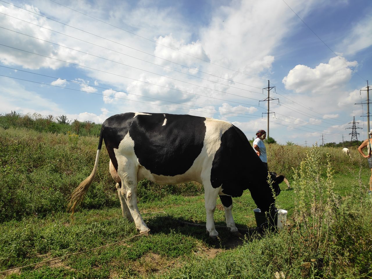 Тульская купить телят. Корова 4 года. Коровы в Курске. Молдавская корова. Пятый коровы.