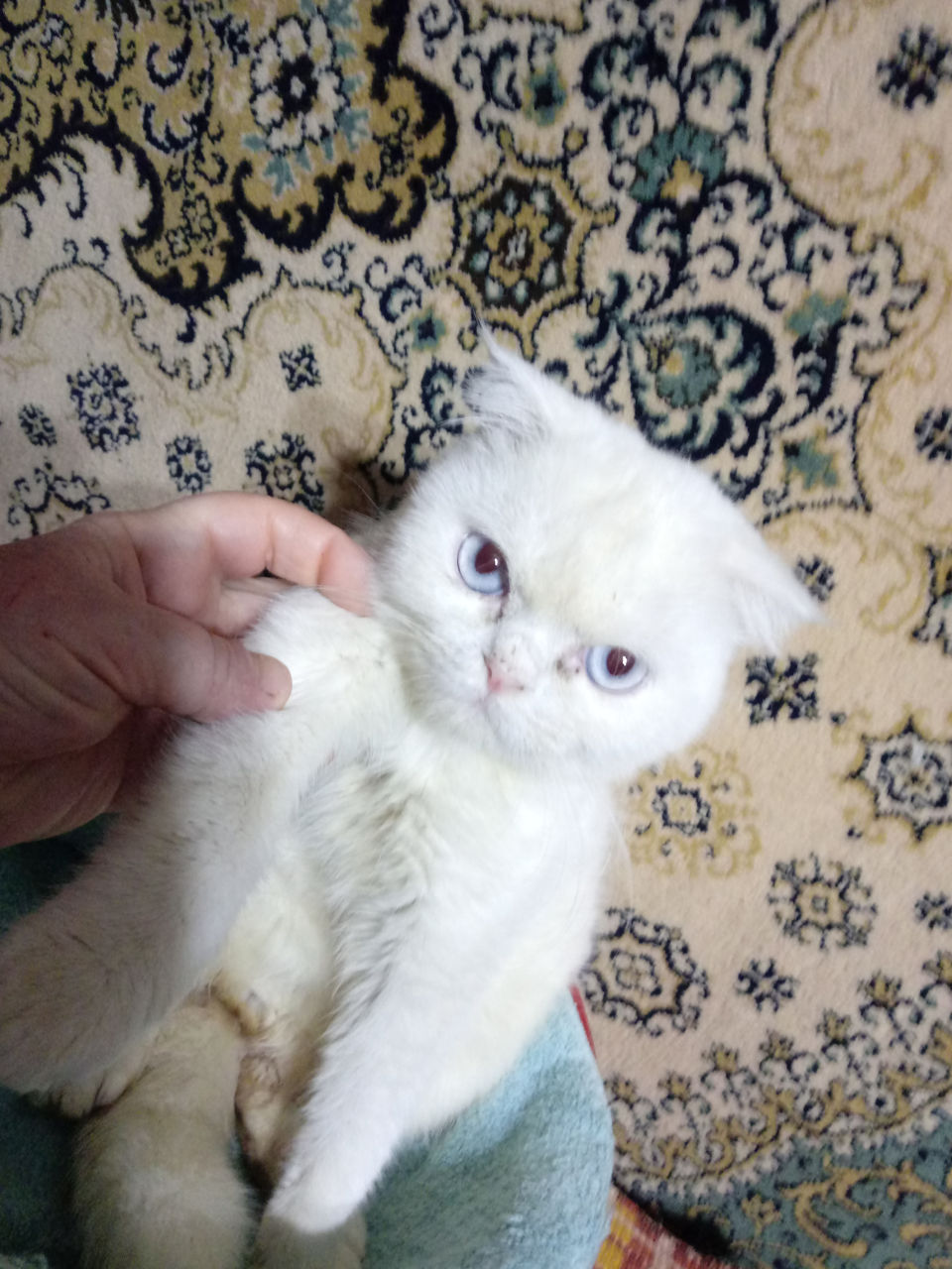 Вислоухий черно белый кот