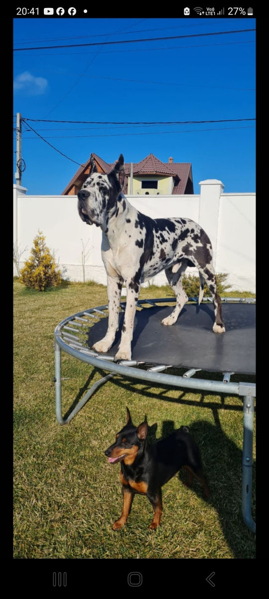 Montă dog german  foto 0