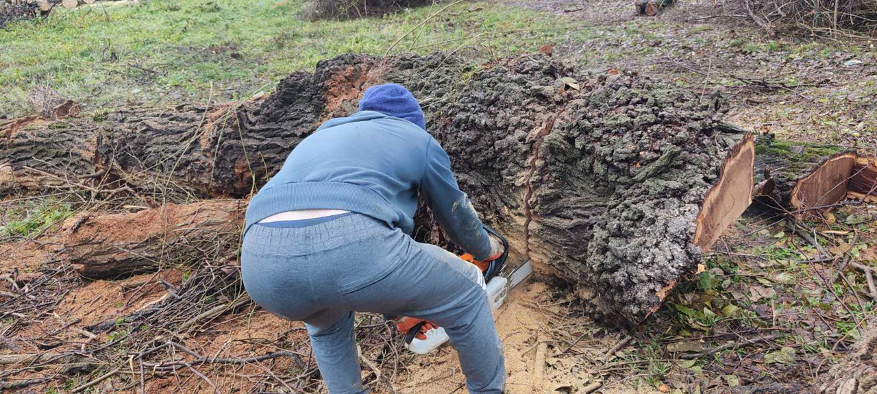 Servicii tăiere a copacilor sau crengilor problematice! foto 6