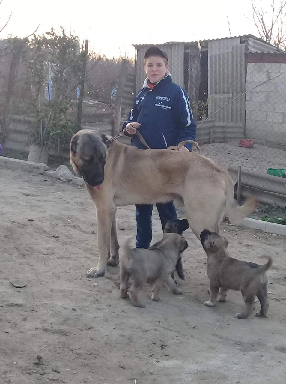 Кангал