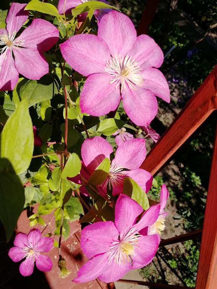 flori de gradina, multeanuale.