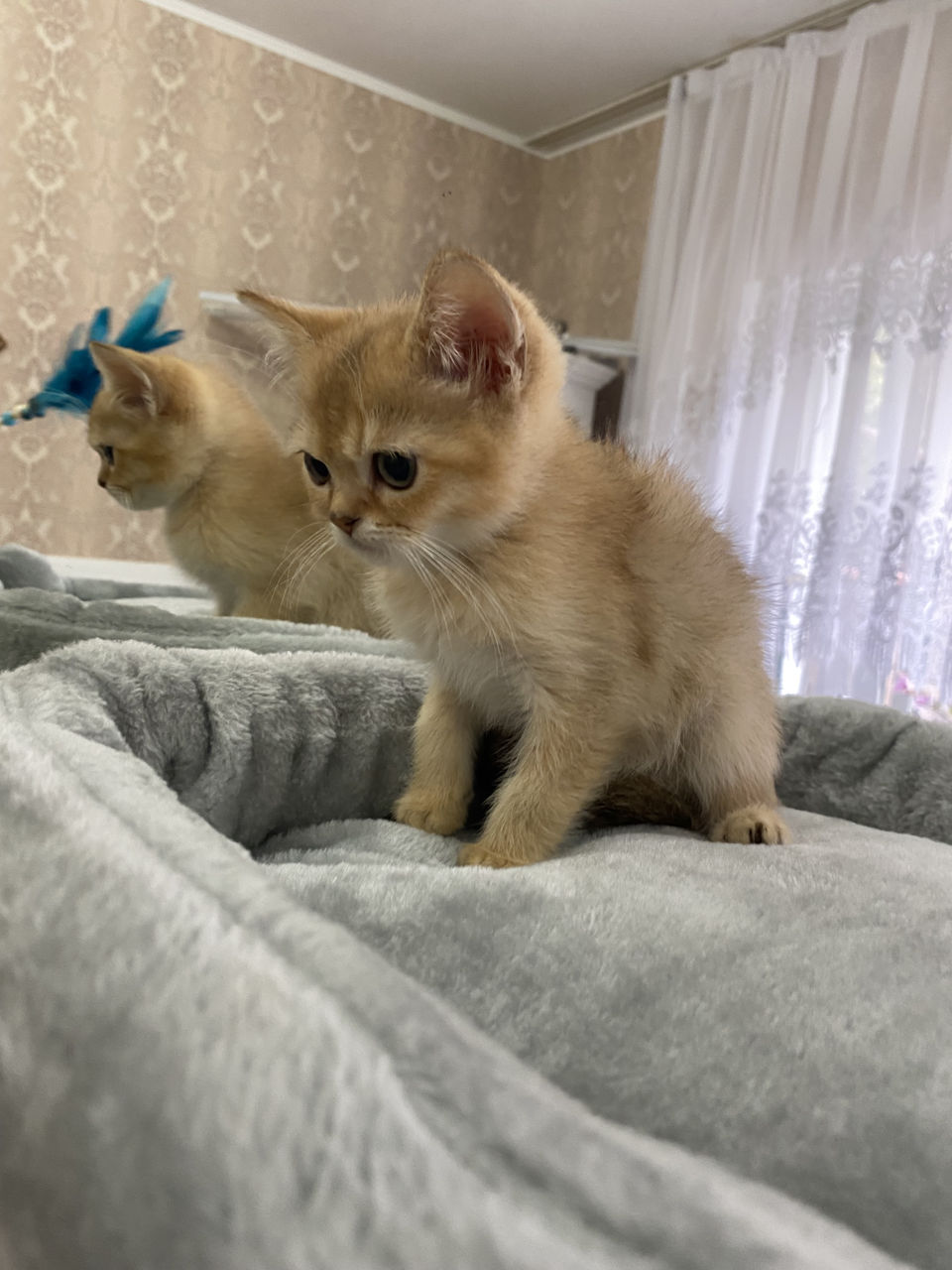 Котенок золотой шиншилы