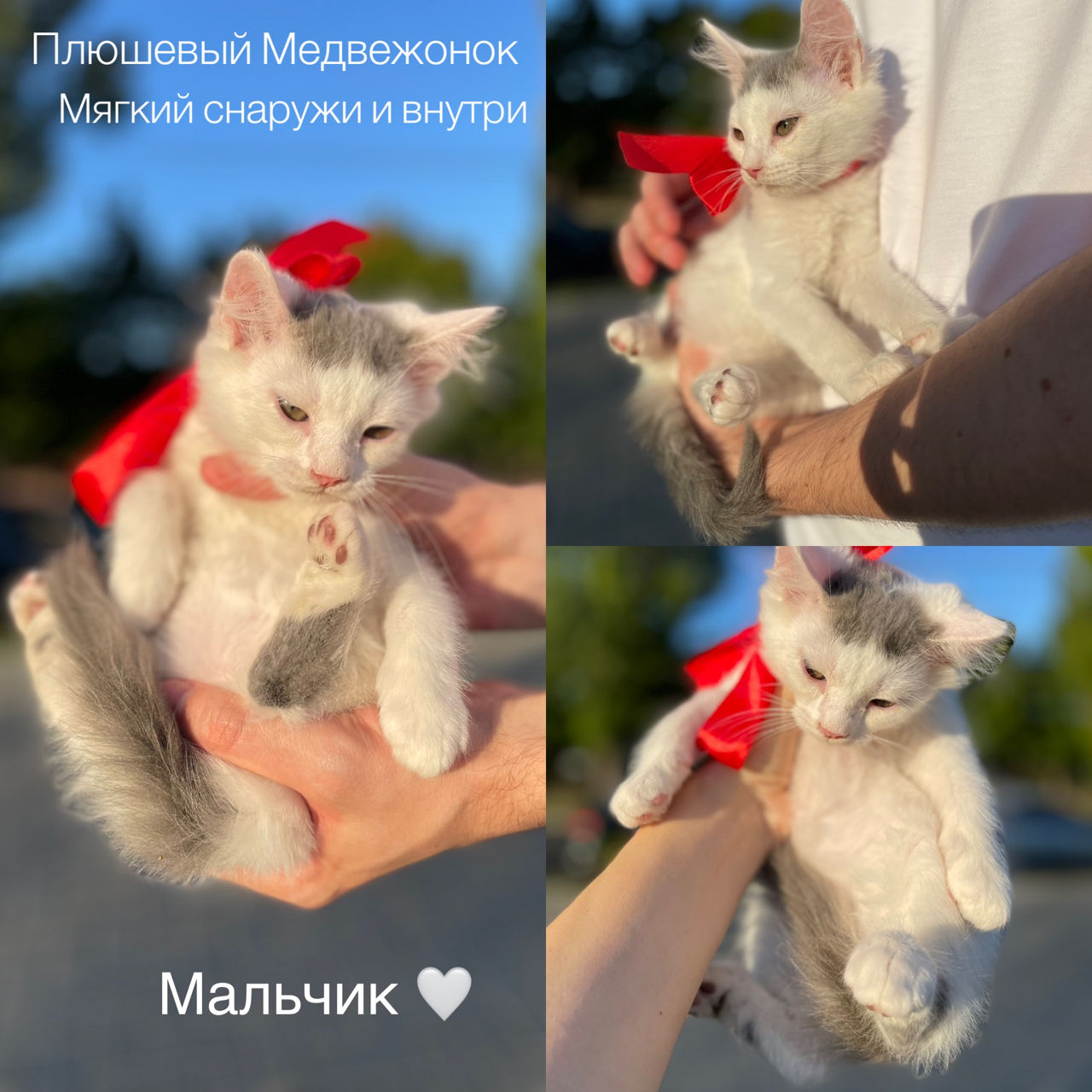 Котята ищут дом