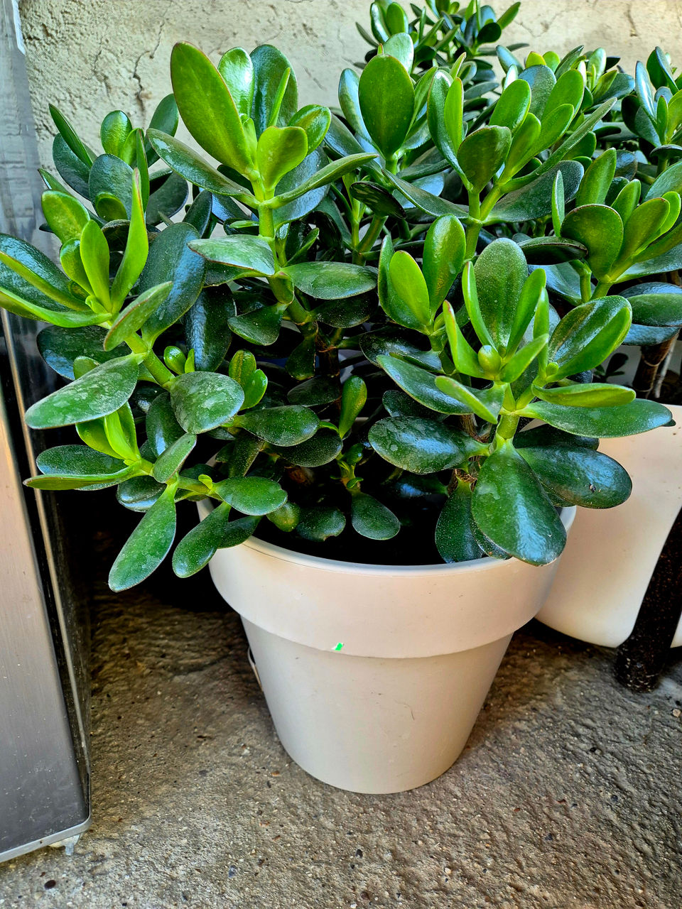 Vand floarea ce aduce bani in casa! Cadou excelent ! foto 0