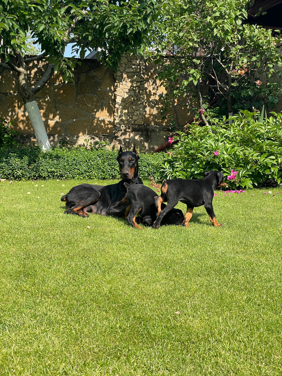 Doberman  foto 5