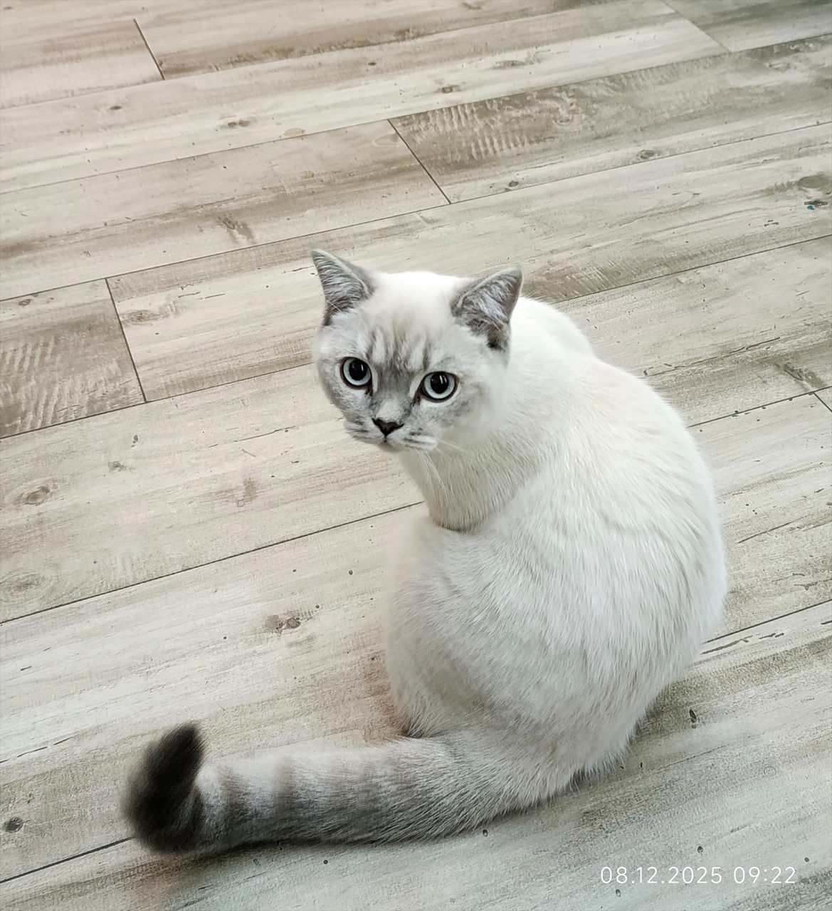 Motanas 5 luni foto 2