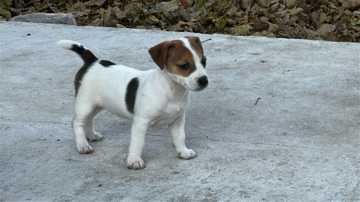 Jack Russell Terrier  foto 1