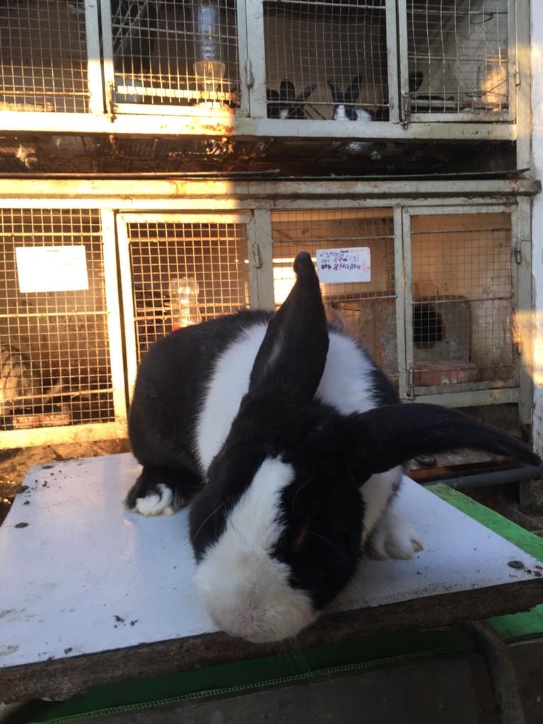 Cei mai buni iepuri. foto 4