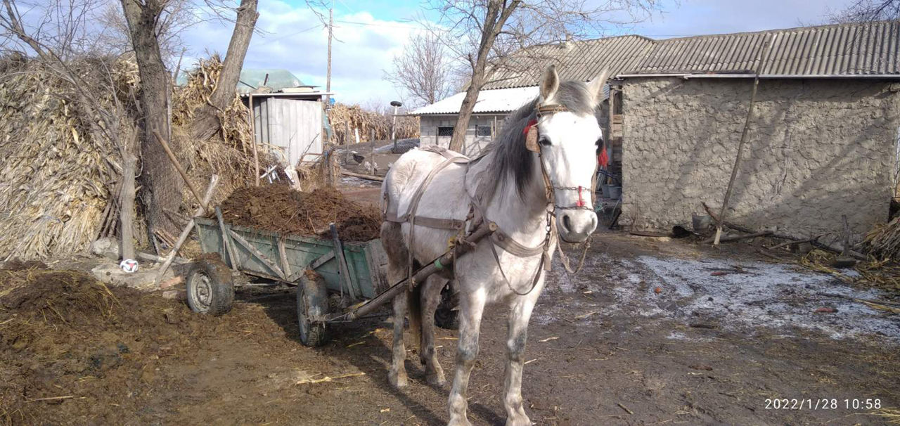 Мужик ебет кобылу фото