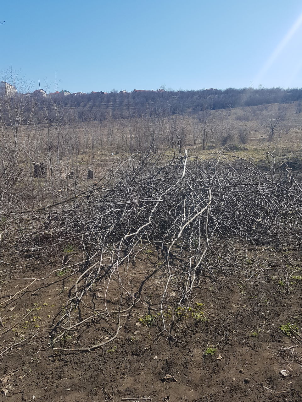 Defrisarea taierea copacilor Распил деревьев foto 1