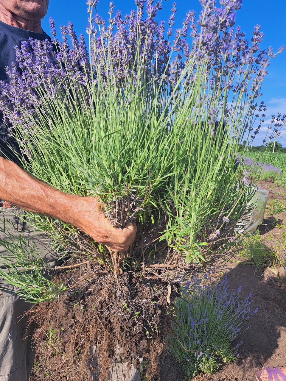 Lavanda foto 6