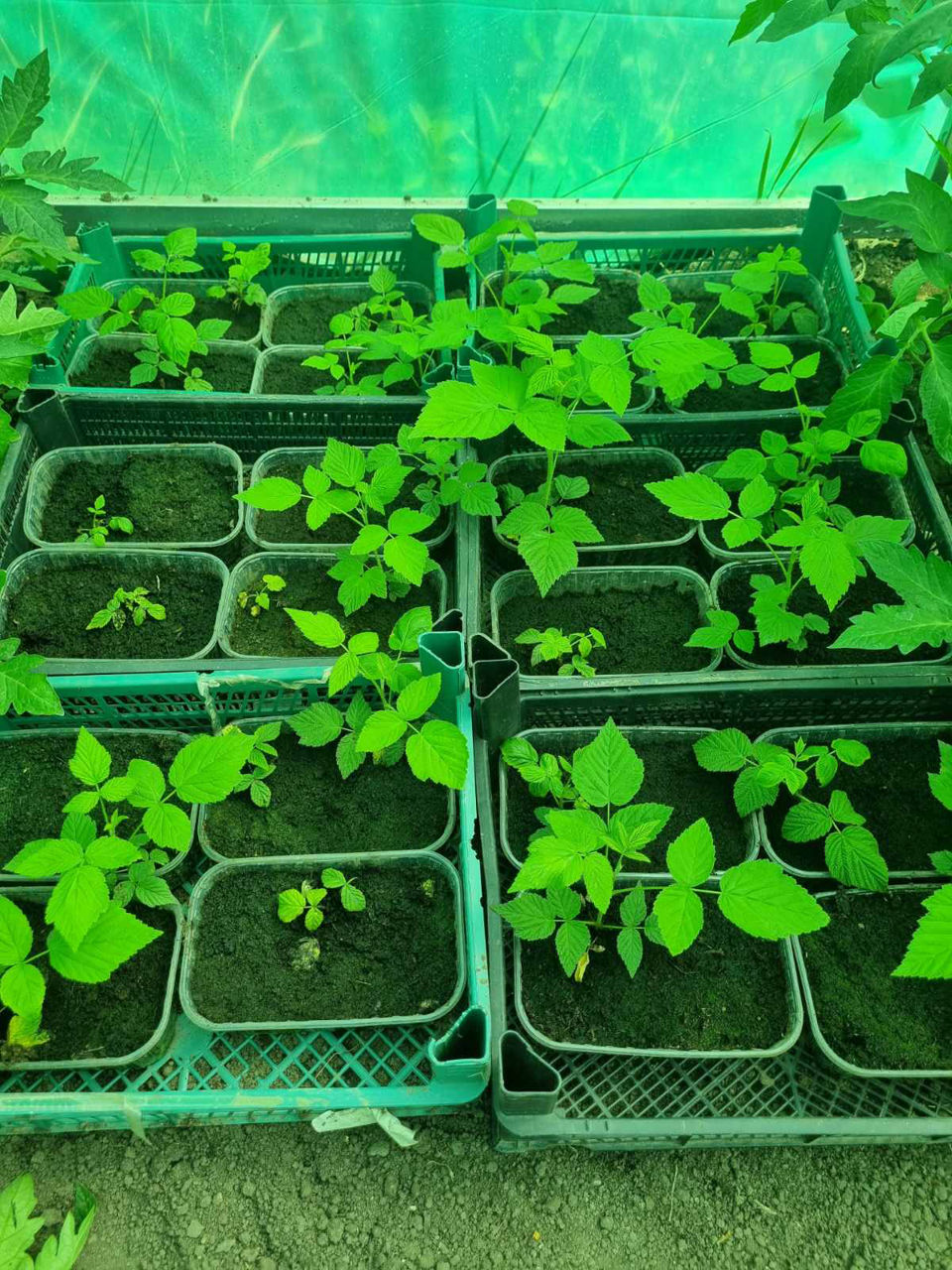 Продаем саженцы ремонтантной малины "Полана"