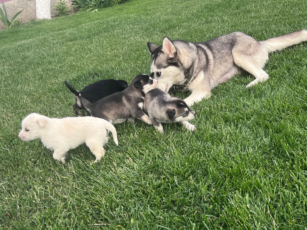 Vînd Metis Labrador & Husky foto 6