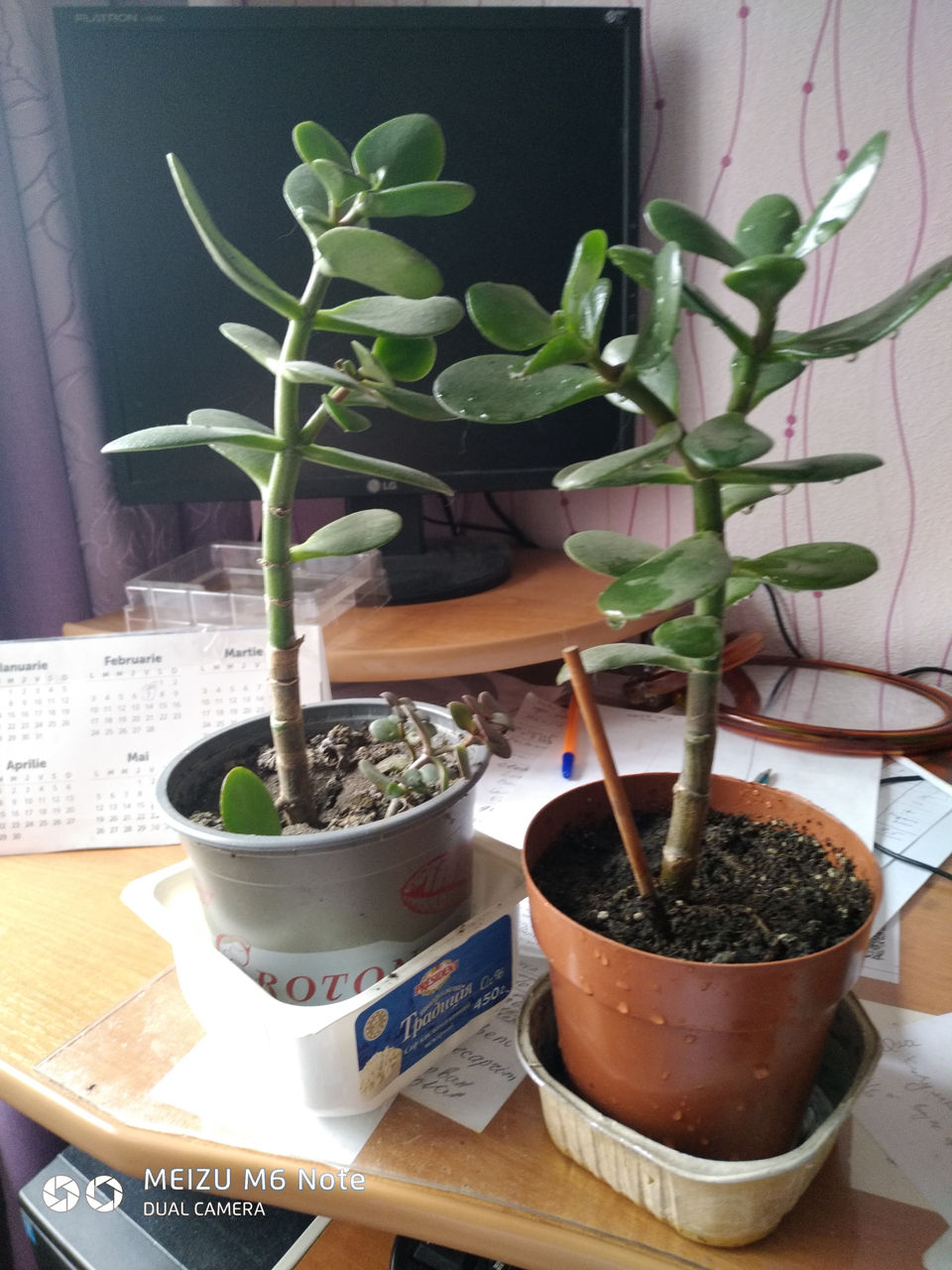 Продам комнатные цветы  фото 1