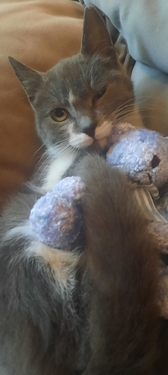 Pisicuța spre adoptie/ Кошечка к присиройству foto 5